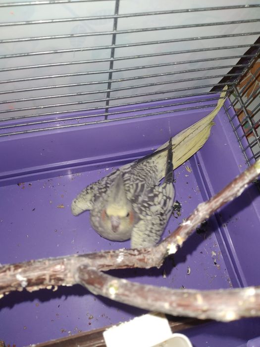 Клетка для попугая