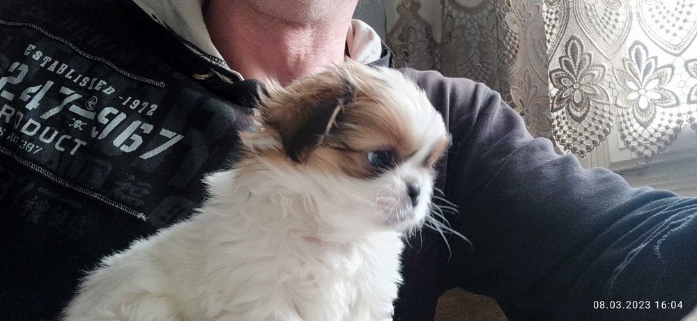 Королівський пікінес