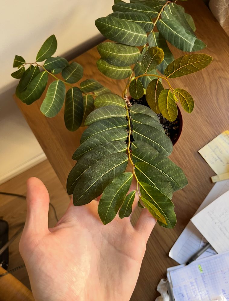 Phyllanthus mirabilis roslina ozdobna