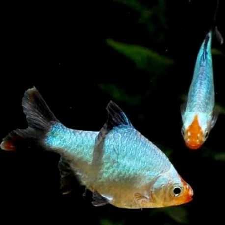 Brzanka sumatrzańska odmiana PLATYNOWA - Puntigrus tetrazona - dowóz