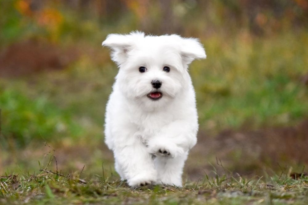 Чистокровный мальтезе — мальчик с родословной