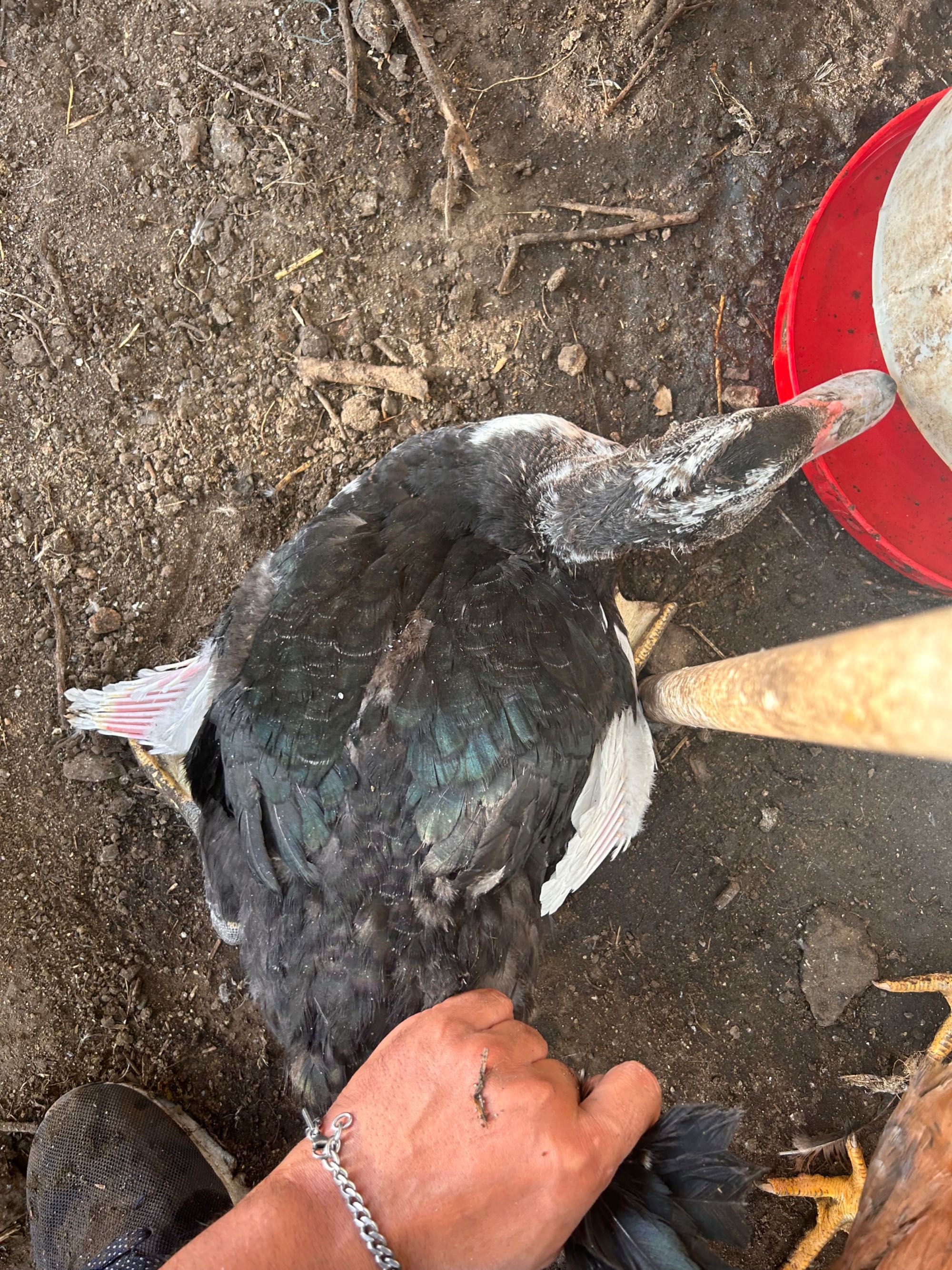 Dois patos ou patas não sei
