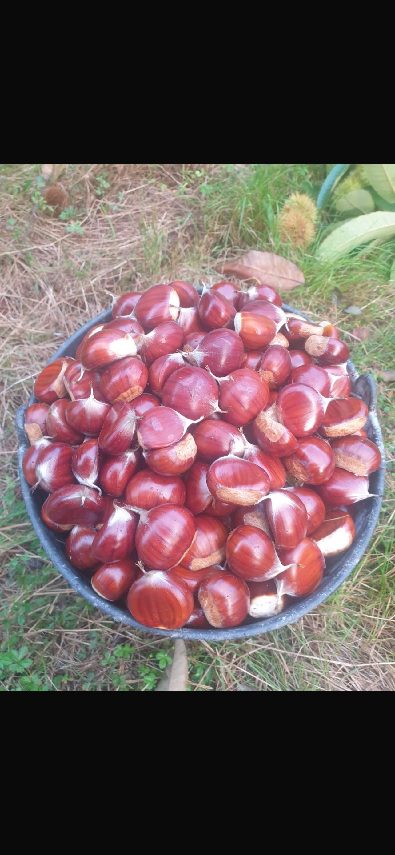 Castanhas            .