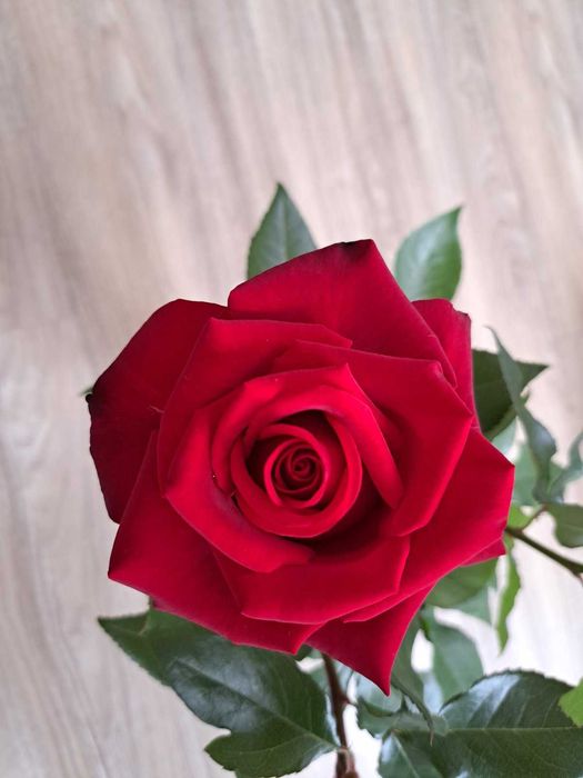 Троянди, Розы, квіти, цветы, гвоздика, бересклет, георгины, растения