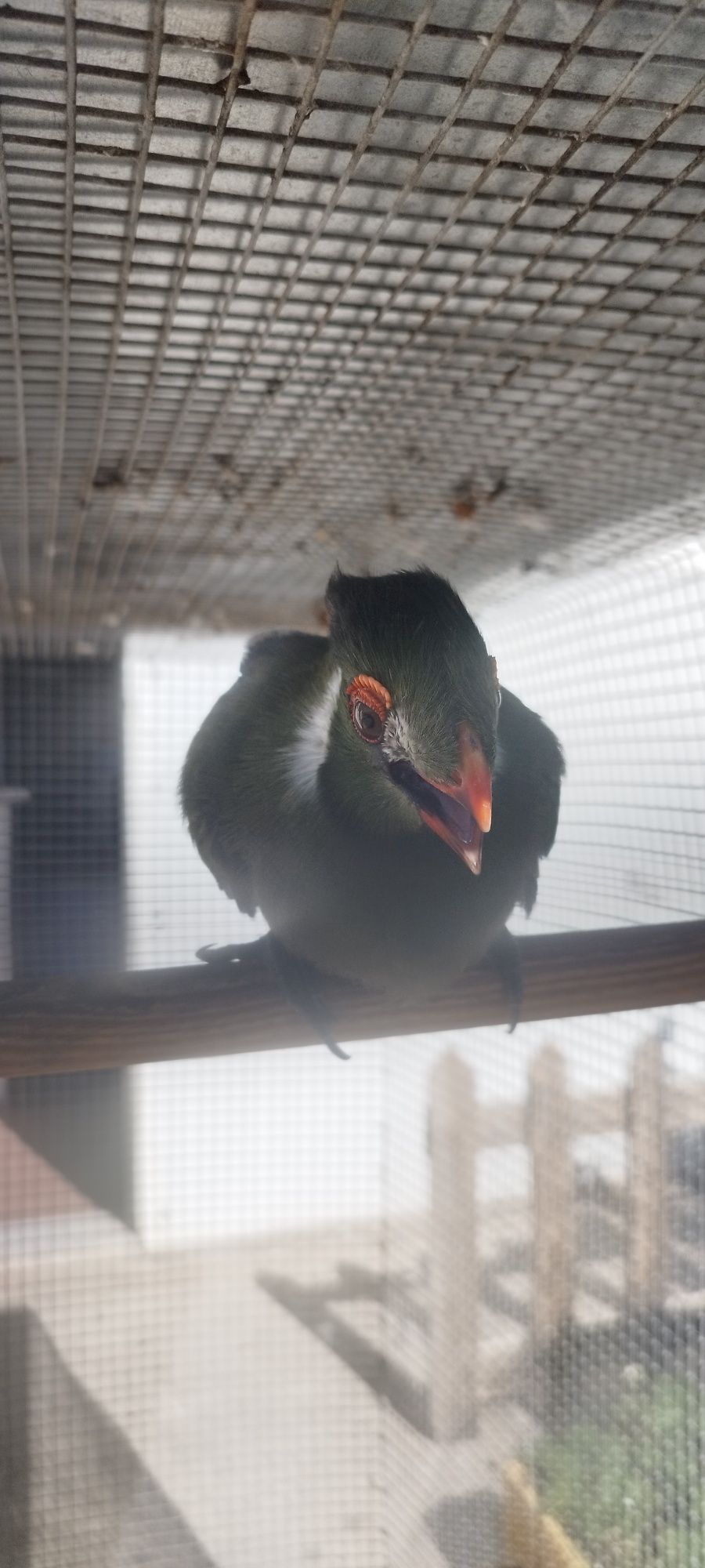 Turaco leucotis (tauraco face branca )