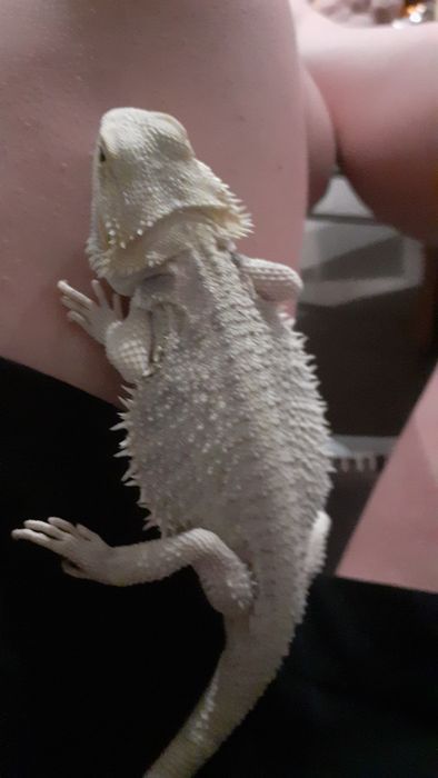 Agama z terrarium
