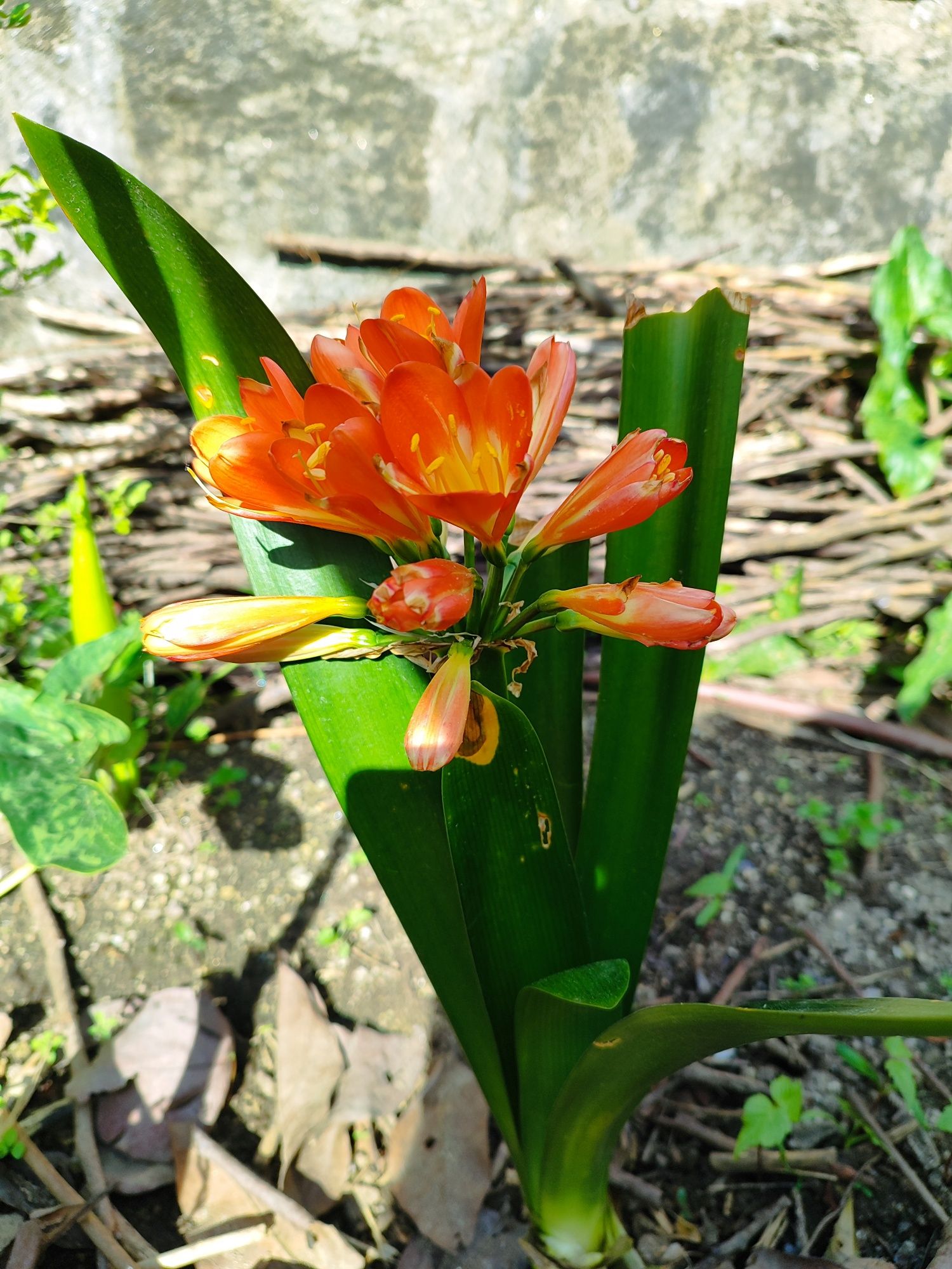 Clivia miniata laranja