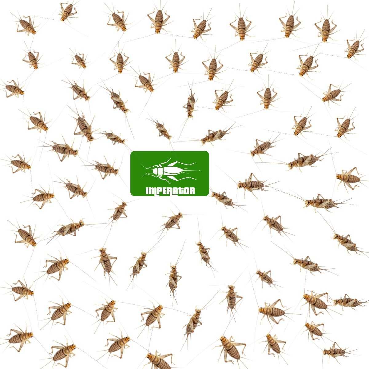 Świerszcze bananowe wylęg ( 3 - 5 mm ) - 300szt