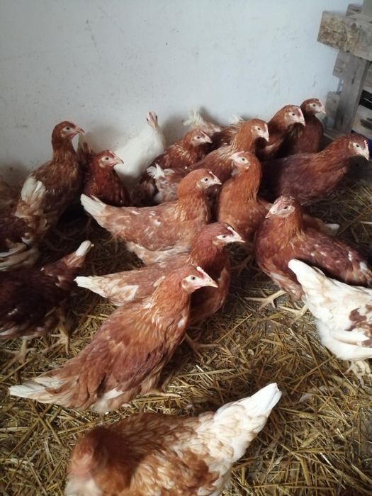 Sprzedam młode kury nioski czerwone
