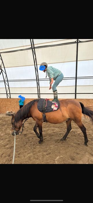 Portan  wałach kuc hucuł