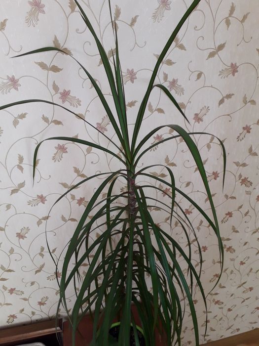 Драцена. Комнатные растение.