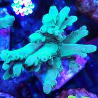 Acropora sp. koralowiec akwarium morskie koralowce Korale.Pro