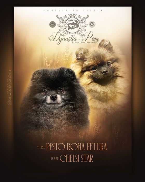 Szpic miniaturowy pomeranian FCI