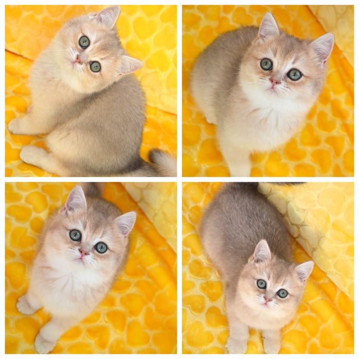 Британська золота шиншила блакитне золото