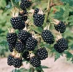 plantas de amora negra