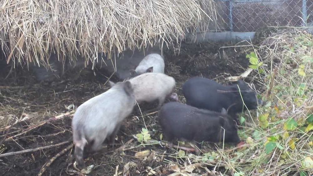 вєтнамські поросята