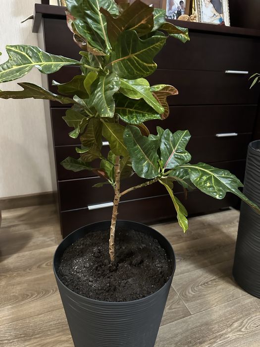 Продам дорослі Кротони