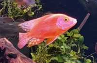 Aulonocara Firefish fire fish dorosłe wybarwione czerwone