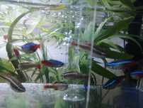 Peixes neon para venda