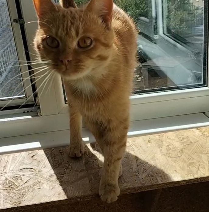 Котик в добрі ручки