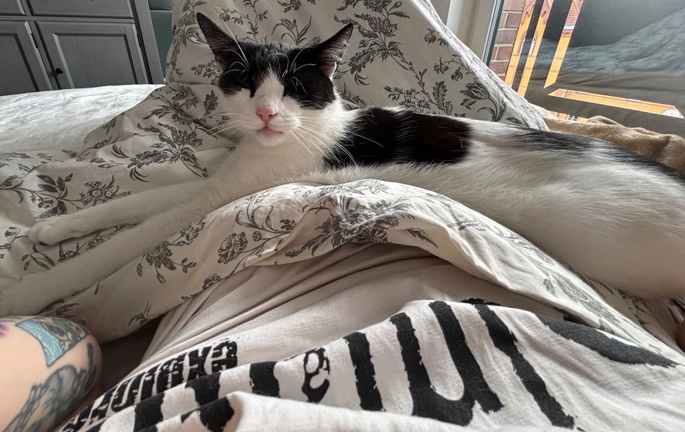 Oddam 2 wychowane, kochane kota w dobre ręce