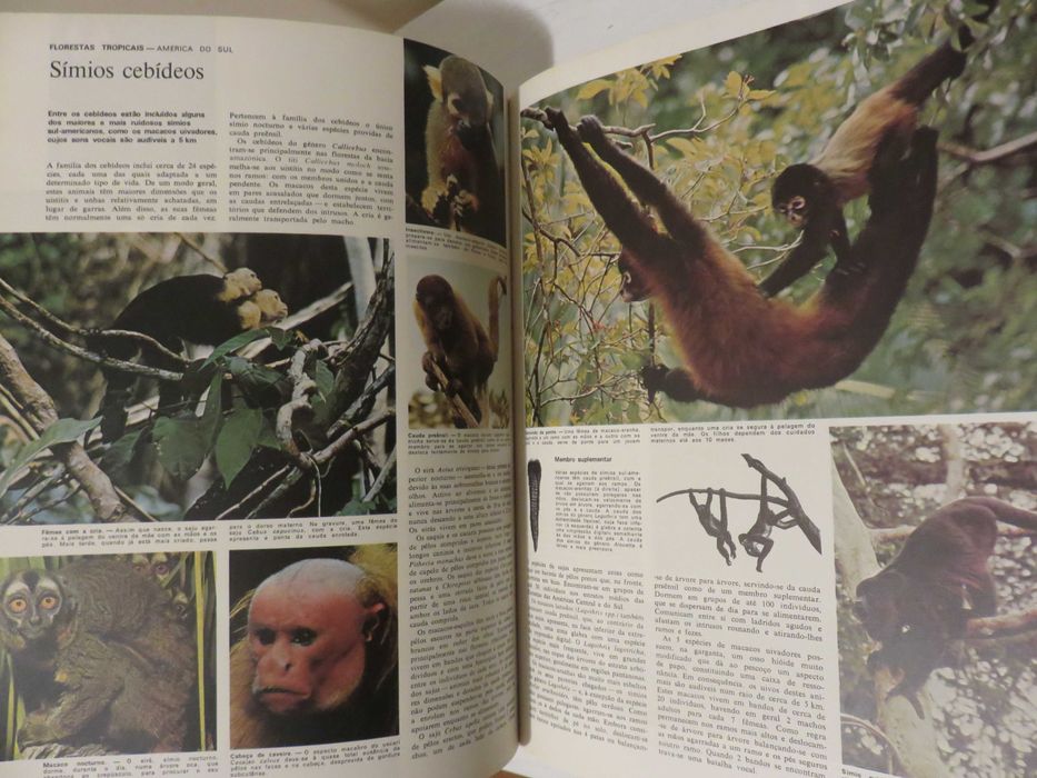 Animais da Terra (envio grátis)
