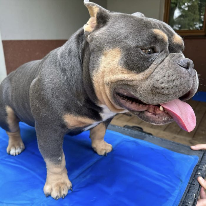 Reproduktor American Bully