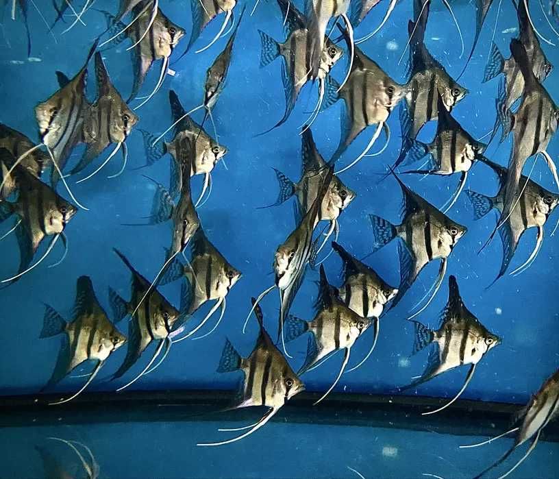 Skalary Rio Nanay F2- tylko jutro 11.12.2025 dowóz do Warszawy rano