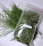 skrzyp polny (Equisetum arvense)#królik #koszantniczka#zioloterapia