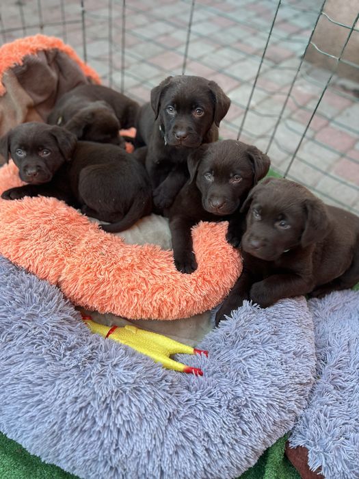 Темний шоколад. Повний пакет документів.