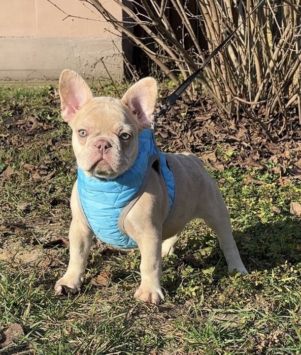 Красотка изабелла мерле