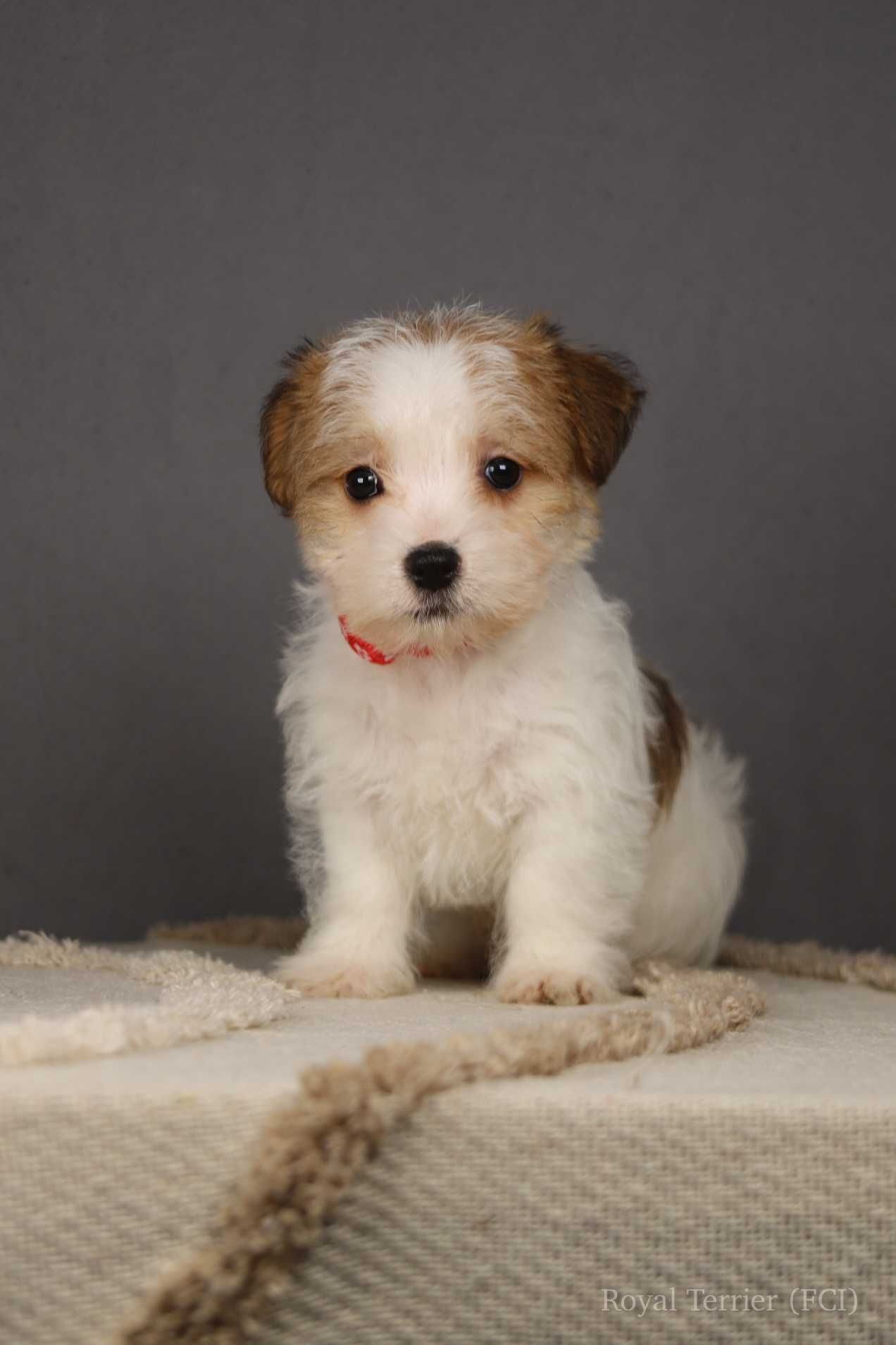 piesek Jack Russell terrier ZKWP/FCI szorstkowłosy