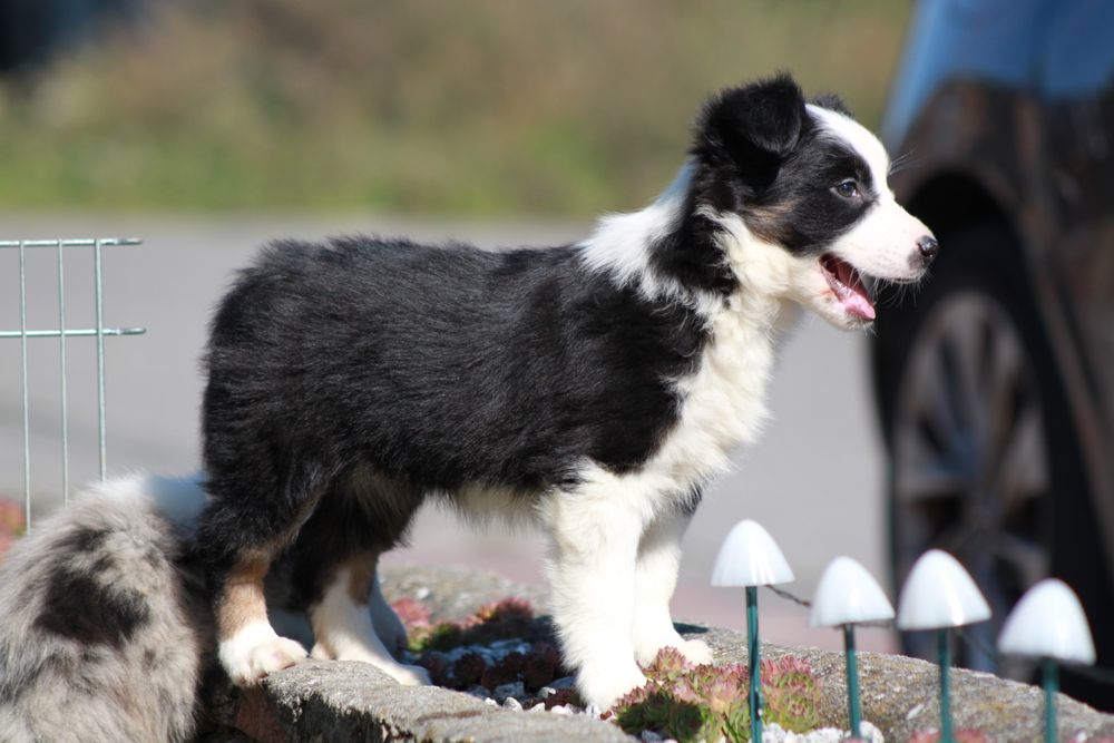 Suczka Border Collie