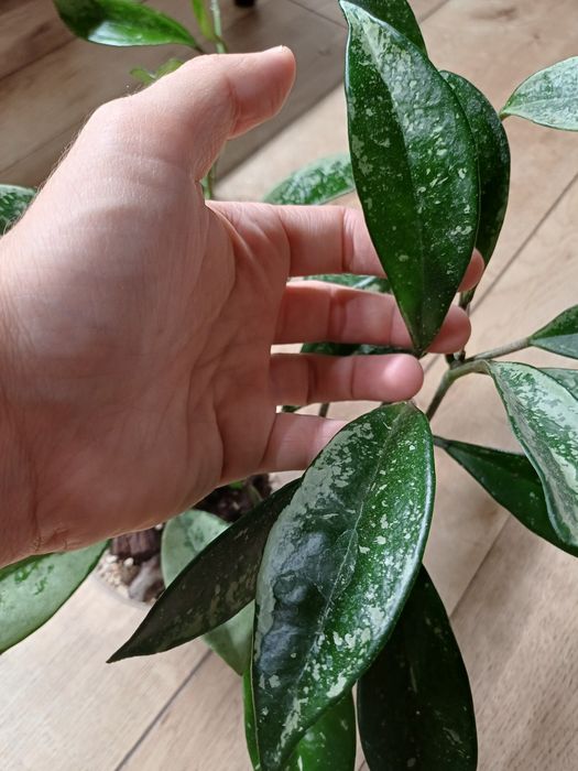 Hoya hoja ah074 / ah 074