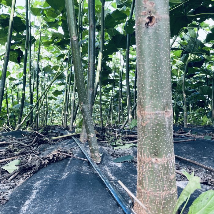 Однорічна промислова Павловнія із насіння сорт PaoTong07 Павловния 1см