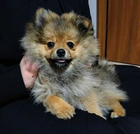 Szpic miniaturowy pomeranian samiczka