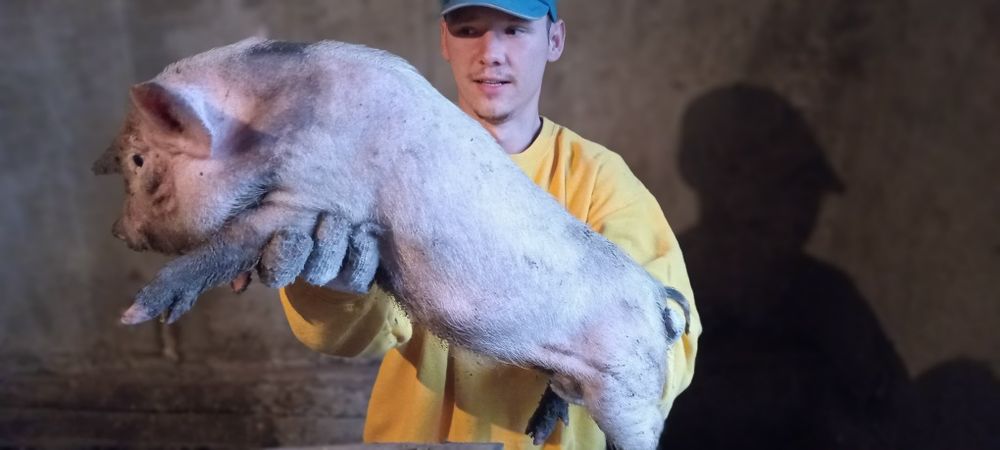 Продаються вьетнамские поросята