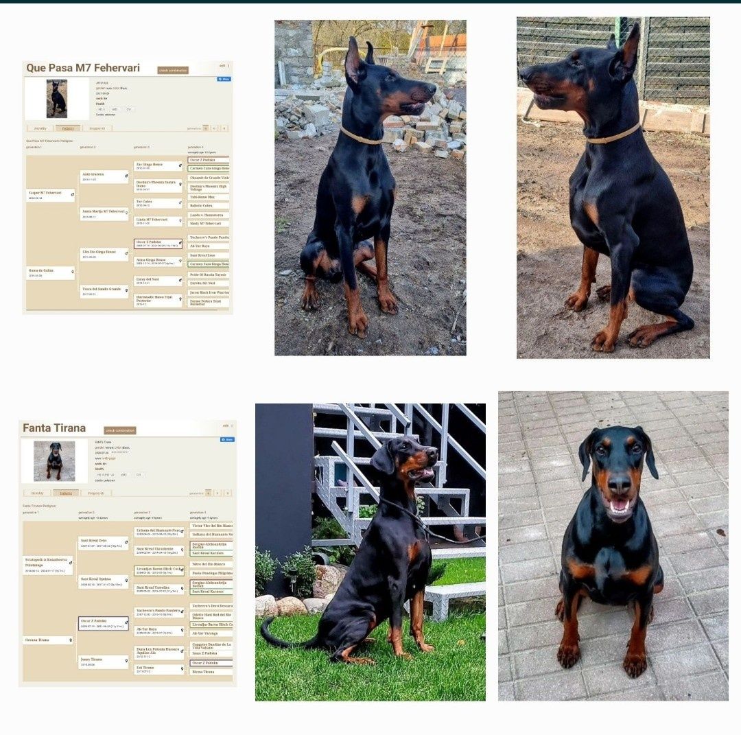 Doberman wybitne szczenię - samiec z Neverland Ranch Kennel