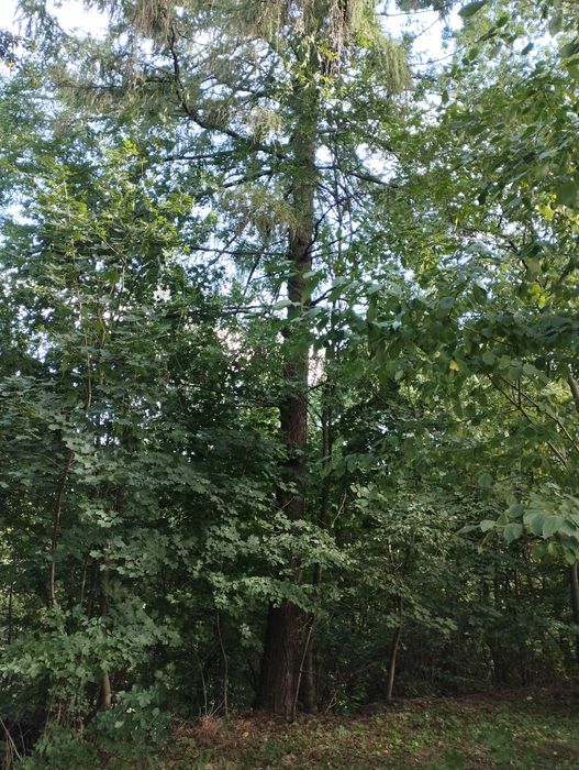 Sprzedam modrzewia na pniu, kłody