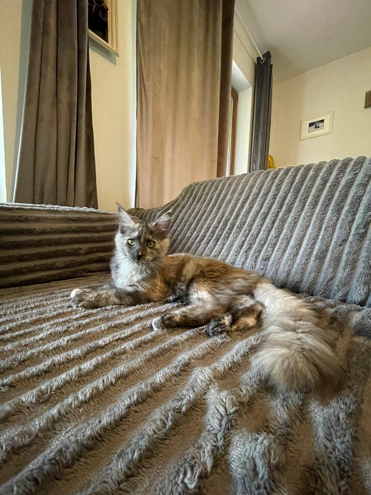 Kotka Maine Coon