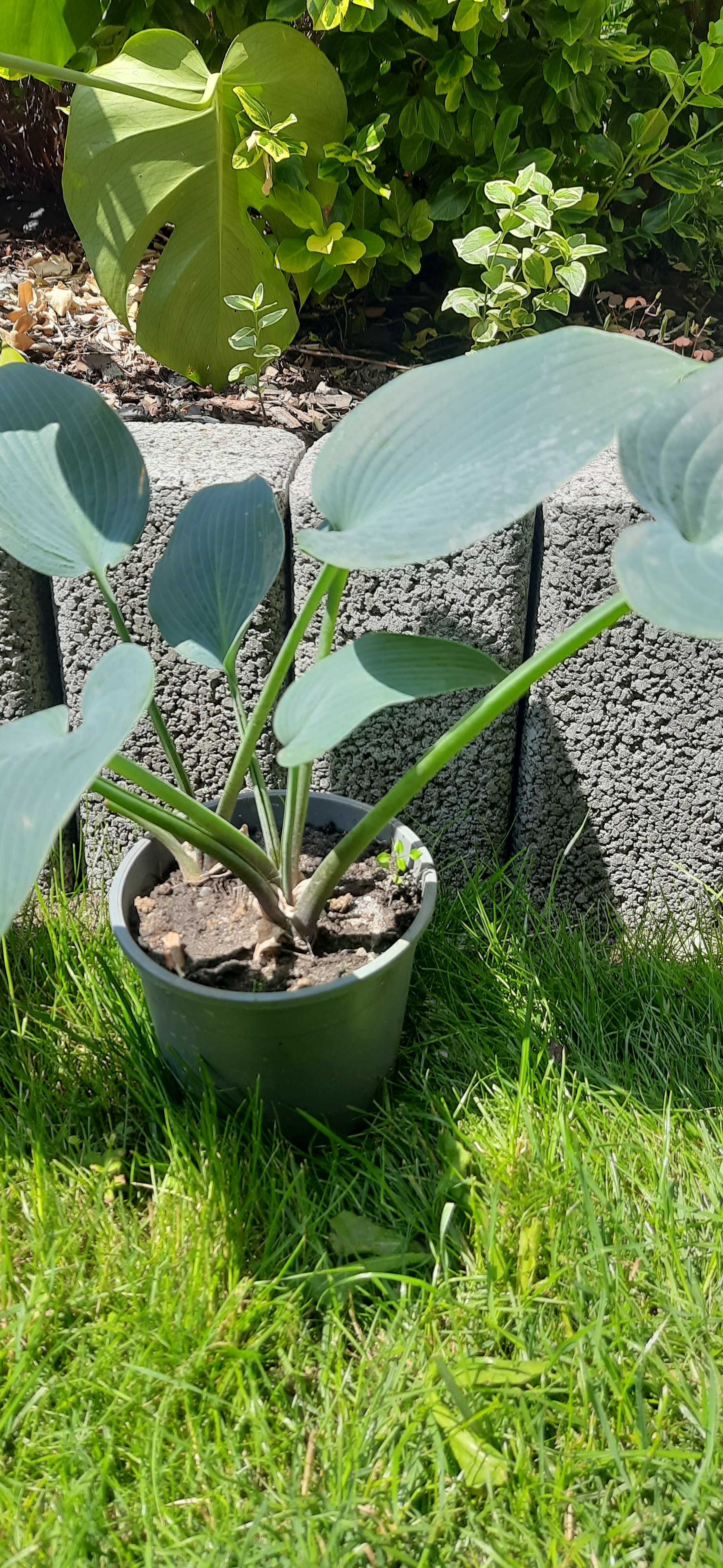Hosta Funkia 1 szt niebieska