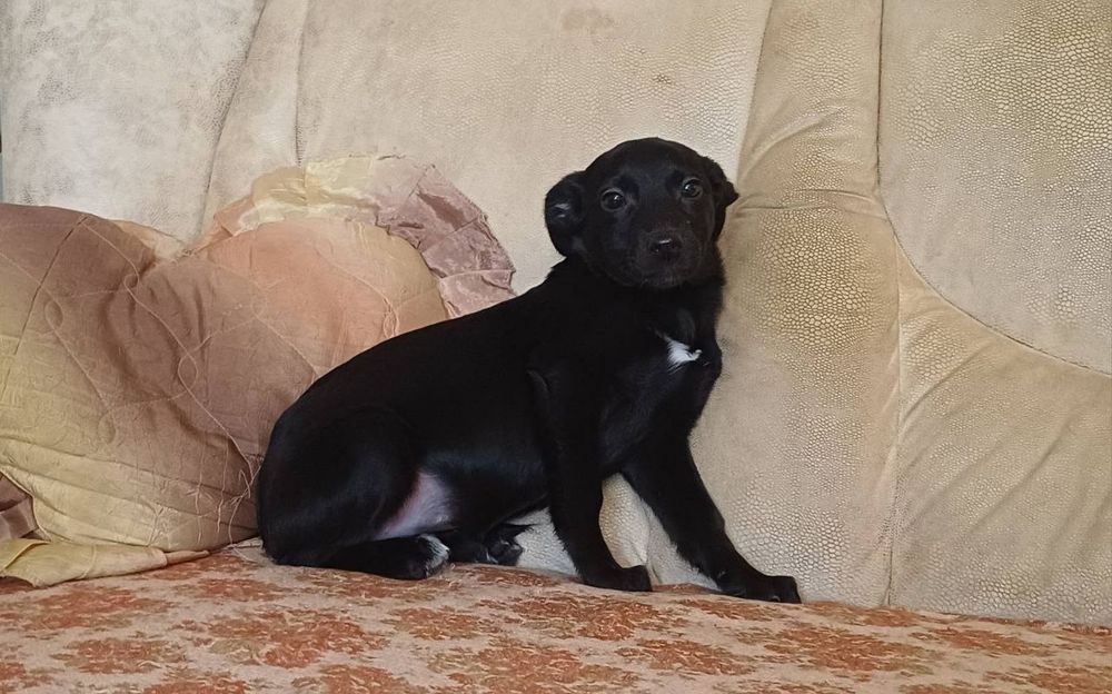 Собачки разных пород