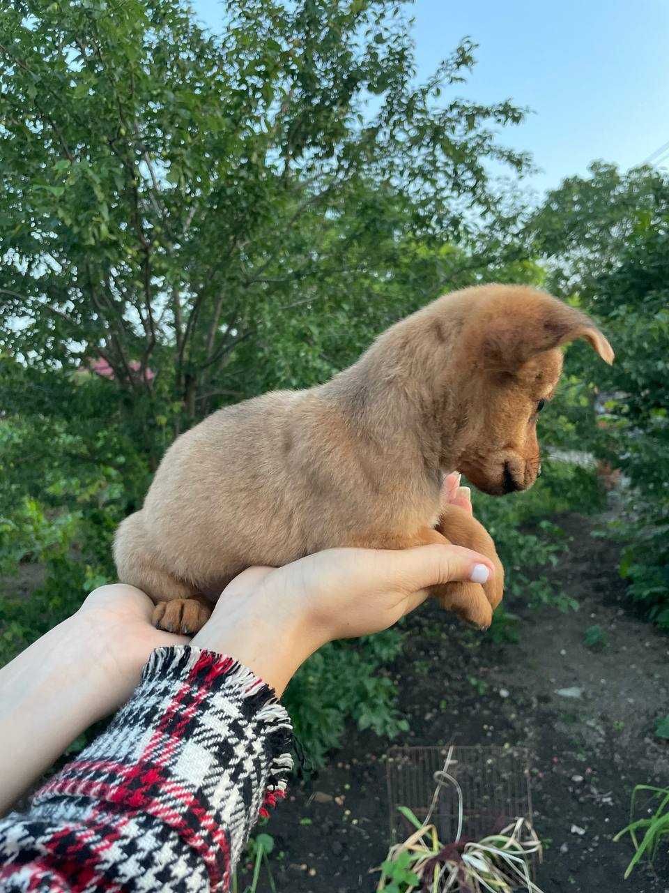 Віддам цуценят у добрі руки!