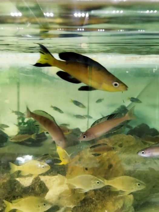 Cyprichromis microlepidotus Kasai tanganika