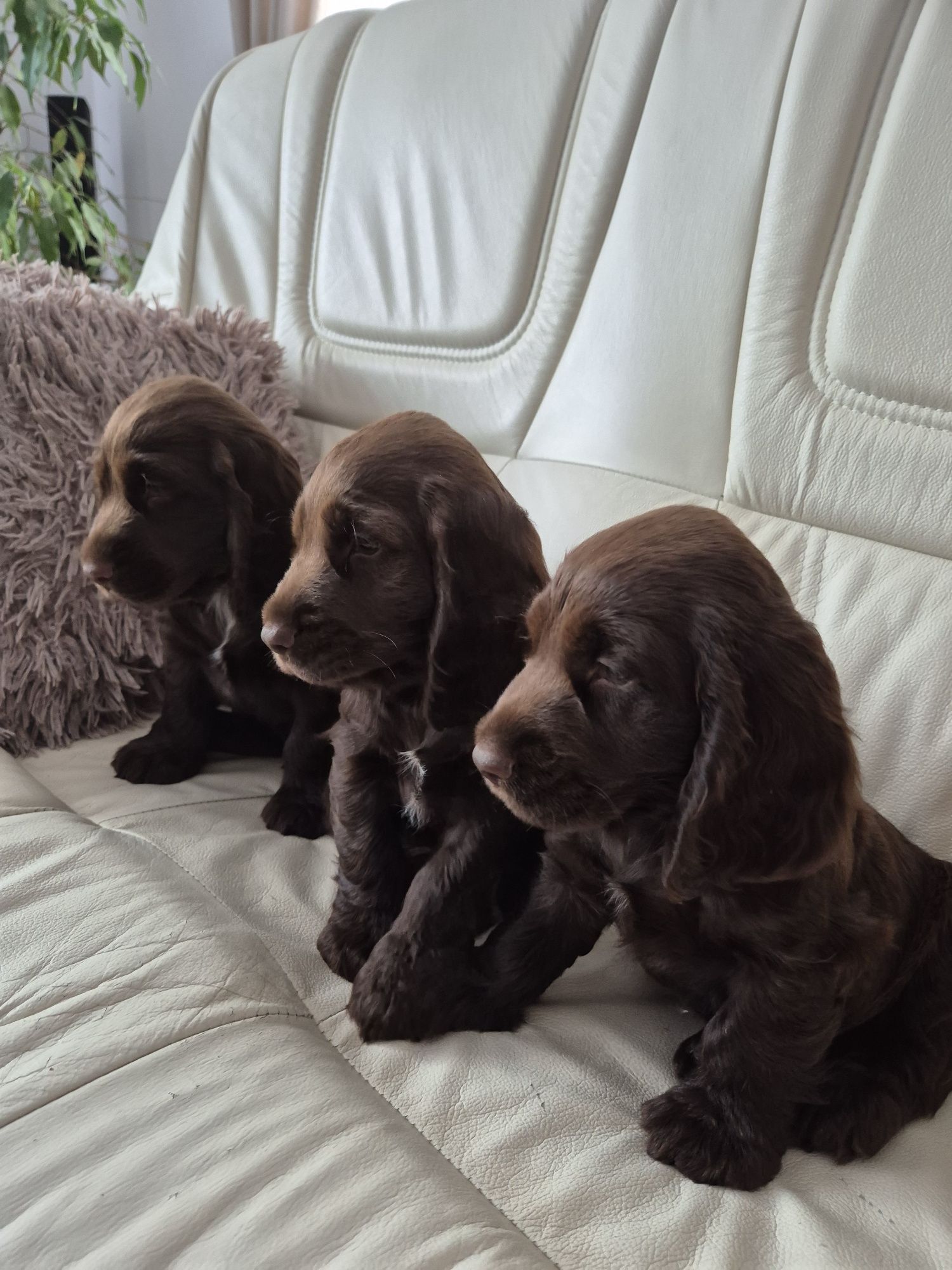 Cocker Spaniel Angielski