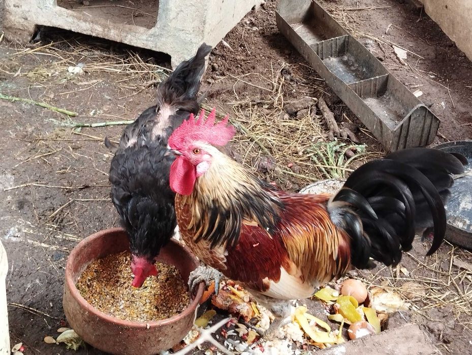 Casal de galináceos