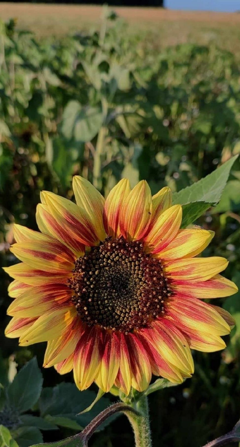 Słonecznik ozdobny nasiona na kwiat cięty