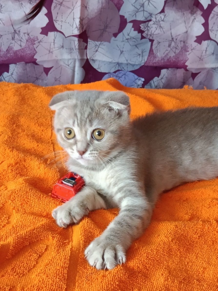 Шикарний котик чекає мамочку