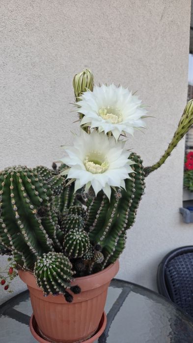 Okazały, kwitnący kaktus Echinopsis - piękne, duże kwiaty!