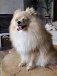 Szpic miniaturowy, pomeranian